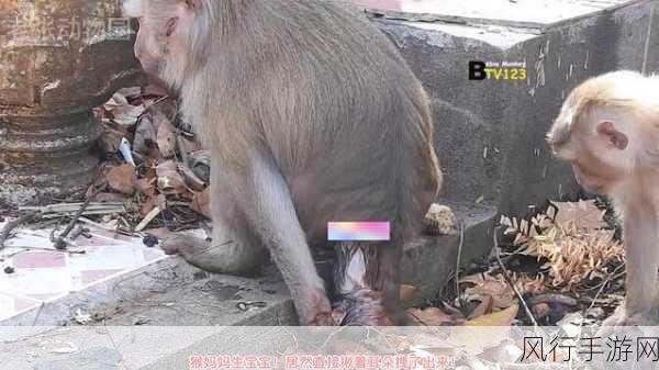 教你如何生猴子-揭秘猴子繁殖:从生理到行为全攻略