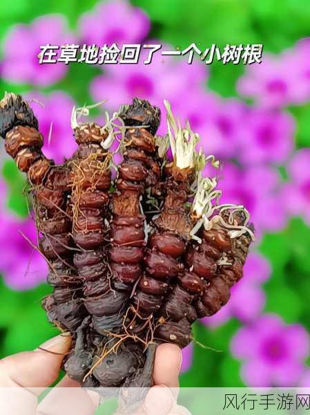 三叶草gy6793-“探索三叶草GY6793：神秘植物的独特魅力与生态价值”