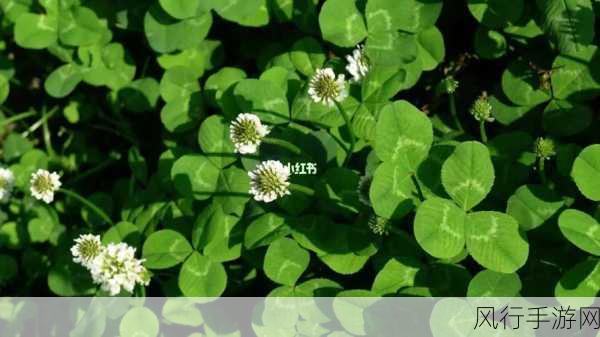 三叶草gy6793-“探索三叶草GY6793:神秘植物的独特魅力与生态价值”