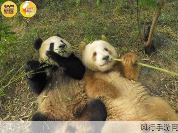 棕色小熊猫与大熊猫的亲缘关系之谜