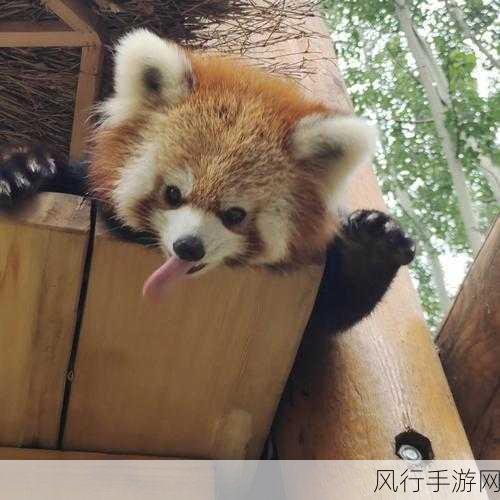 棕色小熊猫与大熊猫的亲缘关系之谜