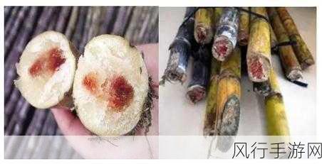 清明蔗毒过蛇，背后的真相令人震惊