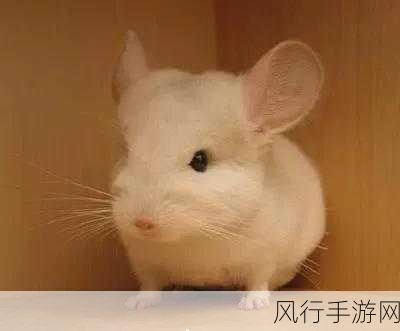 龙猫并非猫,宠物龙猫的真实身份揭秘