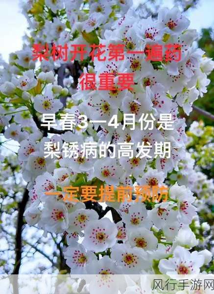 梨树二次开花，究竟是喜是忧？