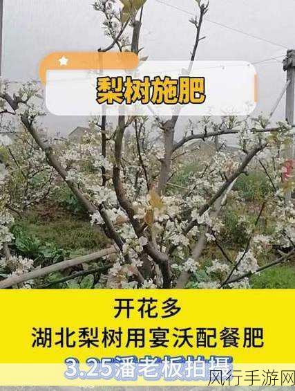 梨树二次开花,究竟是喜是忧?