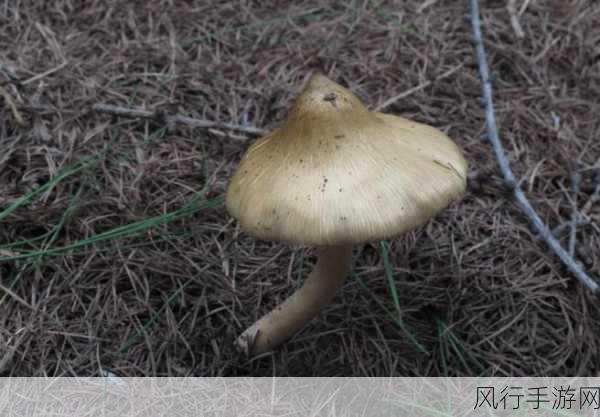 蘑菇黑料爆料传送门-“深入探讨蘑菇黑料揭秘，揭露不为人知的真相！”