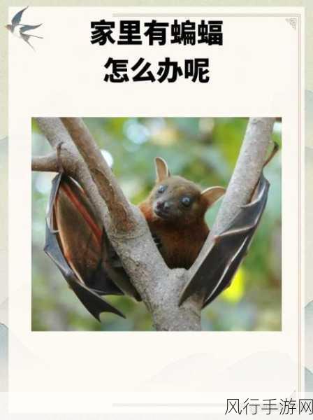 揭秘蝙蝠的视觉之谜
