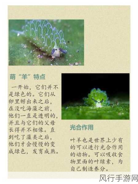 揭开海兔的神秘面纱，是小丑鱼还是海蛞蝓？