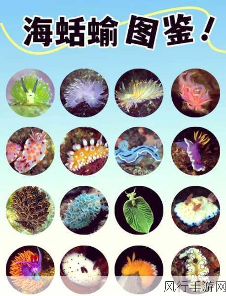 揭开海兔的神秘面纱,是小丑鱼还是海蛞蝓?