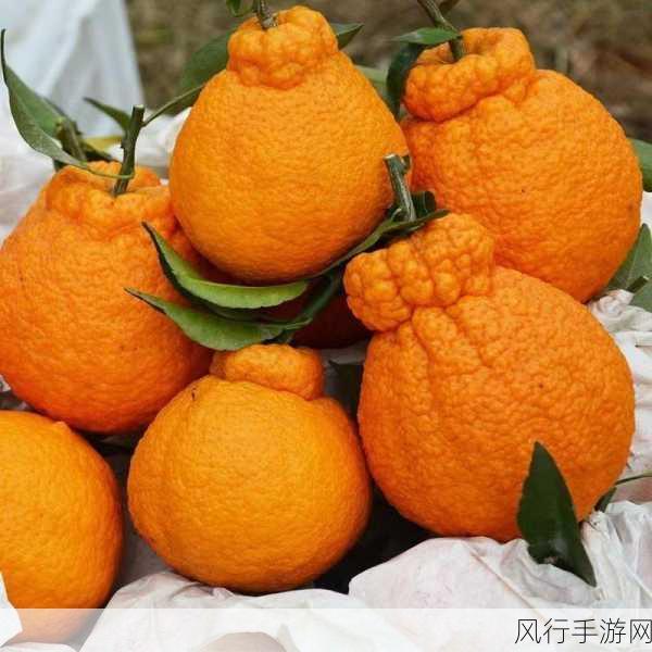 丑橘和耙耙柑，傻傻分不清？