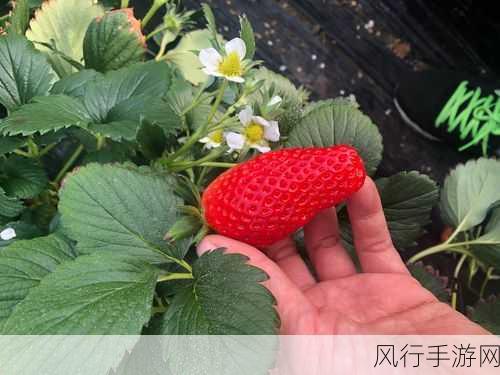 旧草莓无线观看-怀旧经典:无线观看老草莓的重温与回味之旅