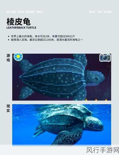 探秘潜水员戴夫中的神秘齿轮鱼