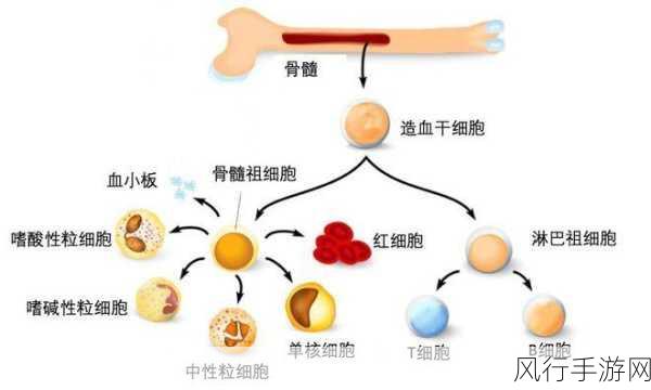 人体的造血工厂——骨髓