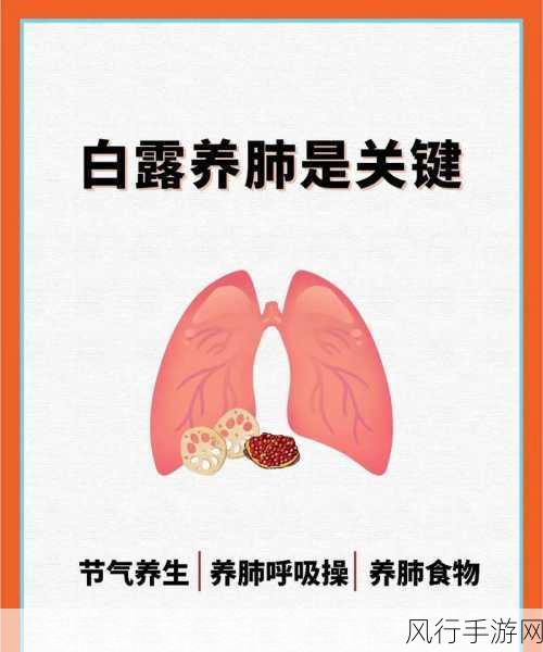 白露遗器选择：探索白露遗器的多样选择与文化意义