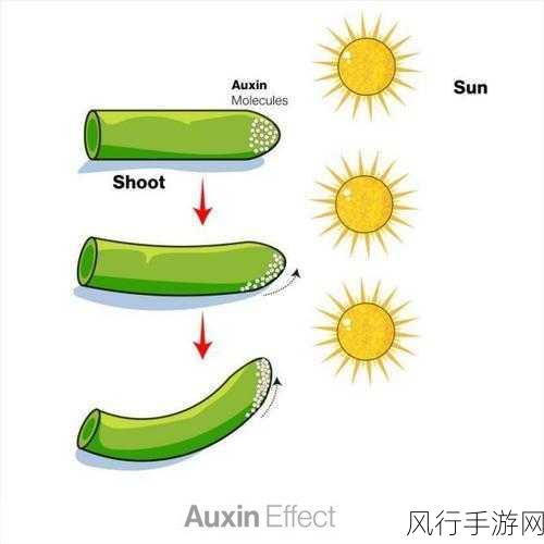 密芽：探索密芽的奥秘：揭秘其独特生长与应用潜力