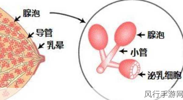 一边下奶一吃敷视频免费观看：提升奶水分泌，打造健康美味的喂养生活新方式