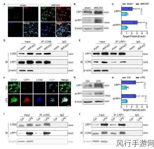 LRP1毕业：深入探讨LRP1在细胞信号传导中的关键角色与应用前景