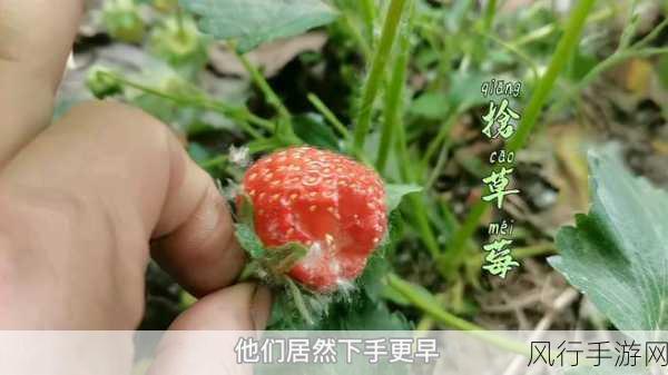 草莓视频网站：“畅享草莓视频：海量高清影视与精彩内容尽在掌握”