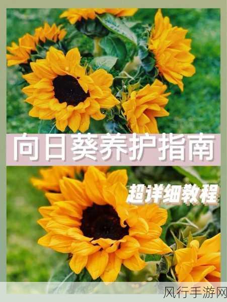 向日葵视频站长推荐：探索向日葵视频：内容创作与站长推荐技巧全指南