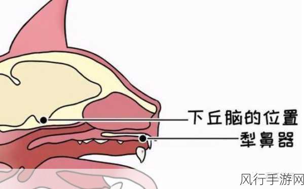 羞羞漫画3 D：探索羞羞漫画3D：沉浸式视觉体验与感官之旅