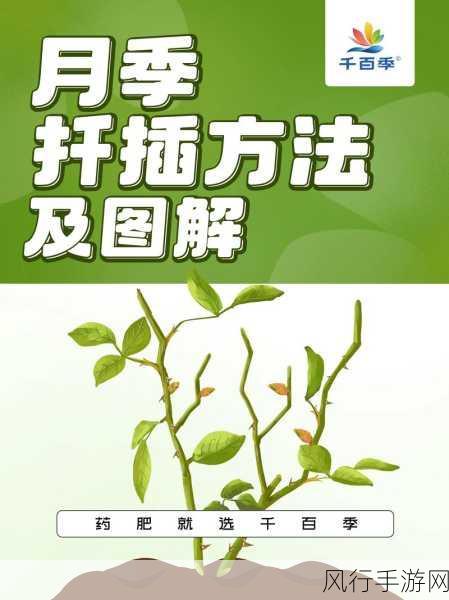 日本七十二种扦插法的缝纫效果：探索日本七十二种扦插法的缝纫艺术与效果