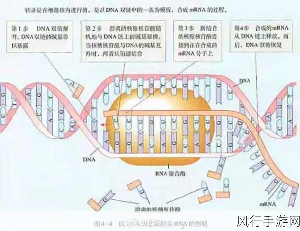 非洲人性功能强大的基因研究：探索非洲人性功能强大基因的遗传机制与进化历程