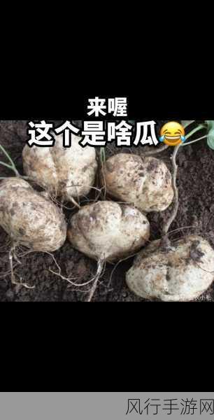 51热门大瓜今日大瓜导航：“今日热门八卦大揭秘：精彩内容一网打尽！”