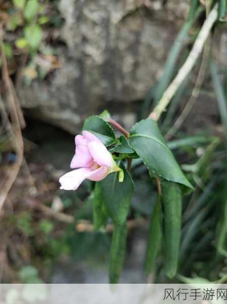 野花论坛视频：“探索大自然的魅力：野花论坛精彩视频分享”