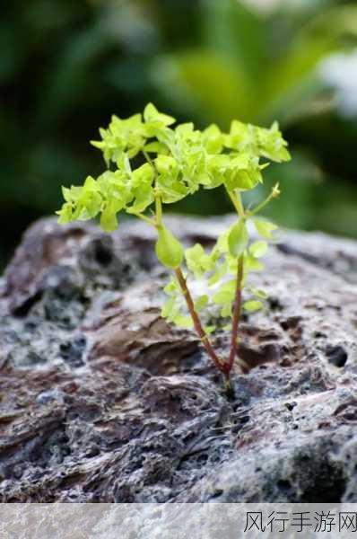 小草影视视频：小草影视：探索无限精彩视频世界，尽享视听盛宴