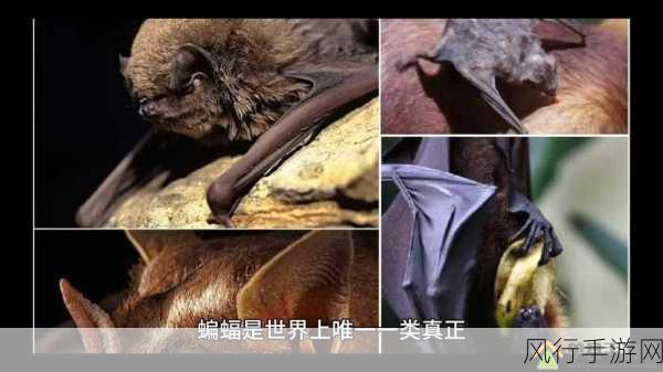 无人区编码6229Jm：探索无人区的神秘与挑战：6229Jm编码解析