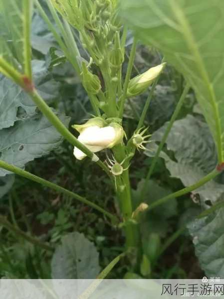 草莓香蕉绿巨人秋葵：多彩健康饮品：草莓香蕉绿巨人与秋葵的完美结合