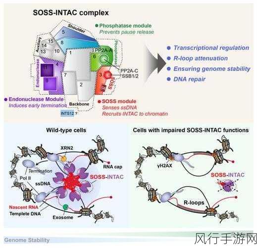 探索 C 中的 GetSet，学习的难易程度剖析